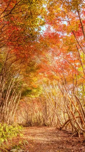 無料スマホ壁紙 紅葉するトトロの森。AndroidとiPhoneに対応した4K高画質の無料待ち受け画像。三重県大台町の丸山公園のドウダンツツジで撮影したフリー写真素材