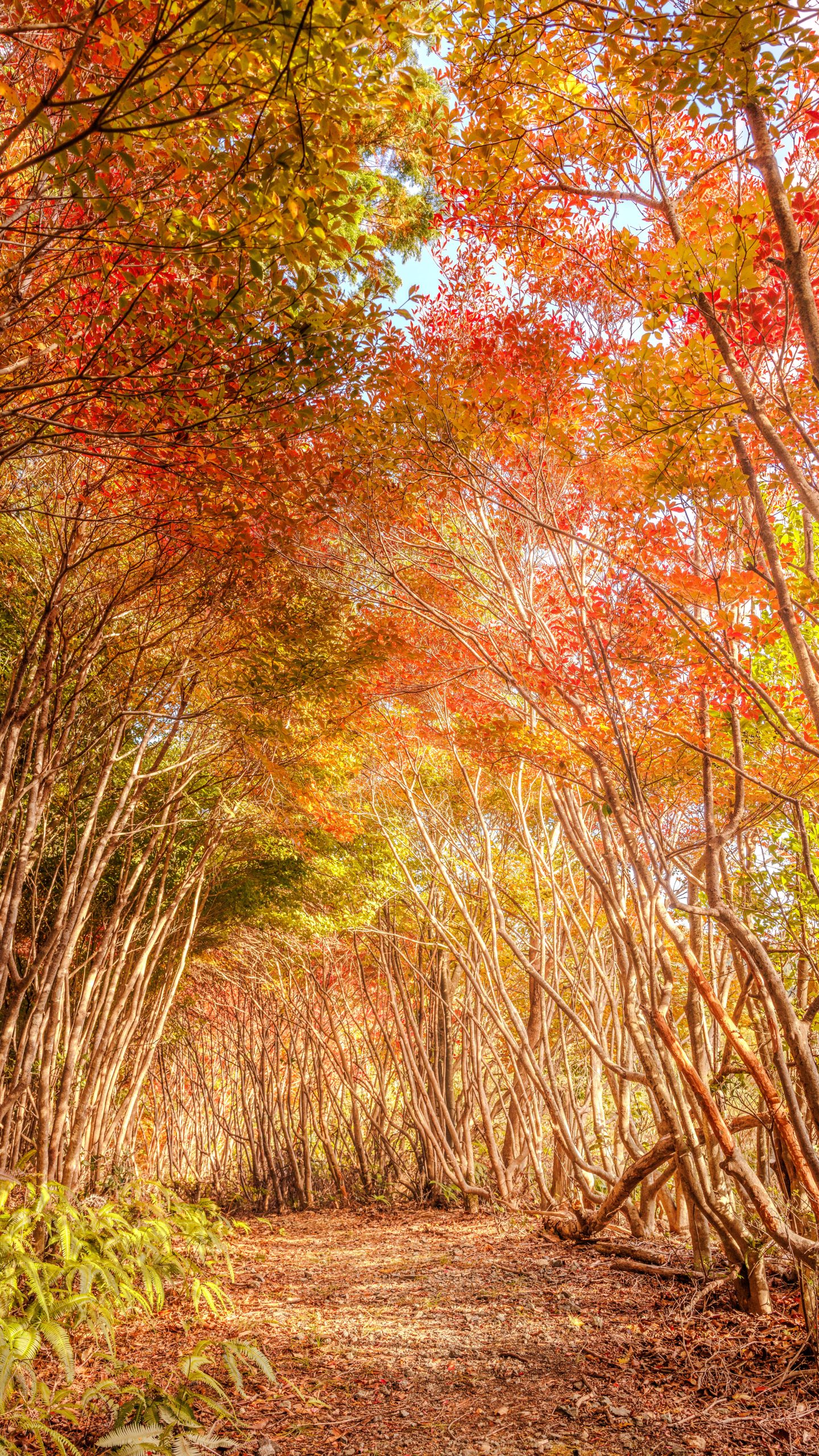 紅葉するトトロの森(三重県大台町・丸山公園のドウダンツツジ)