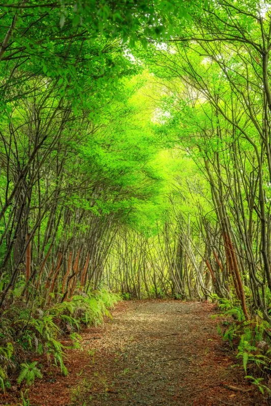 無料スマホ壁紙 新緑に染まるトトロの森。AndroidとiPhoneに対応した4K高画質の無料待ち受け画像。三重県大台町の丸山公園のドウダンツツジで撮影したフリー写真素材