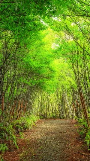 無料スマホ壁紙 新緑に染まるトトロの森。AndroidとiPhoneに対応した4K高画質の無料待ち受け画像。三重県大台町の丸山公園のドウダンツツジで撮影したフリー写真素材