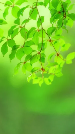 無料スマホ壁紙 新緑のドウダンツツジ。AndroidとiPhoneに対応した4K高画質の無料待ち受け画像。三重県大台町の丸山公園のドウダンツツジで撮影したフリー写真素材