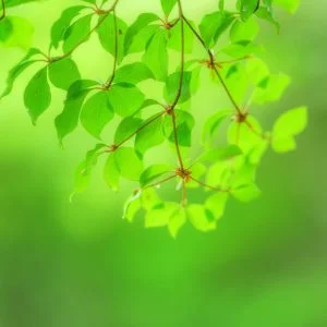 無料スマホ壁紙 新緑のドウダンツツジ。AndroidとiPhoneに対応した4K高画質の無料待ち受け画像。三重県大台町の丸山公園のドウダンツツジで撮影したフリー写真素材