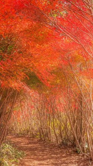 無料壁紙 紅葉の見頃ピークで真っ赤なドウダンツツジ。PCとデスクトップ壁紙に最適な4K高画質の無料壁紙。三重県大台町の丸山公園のドウダンツツジで撮影したフリー写真素材