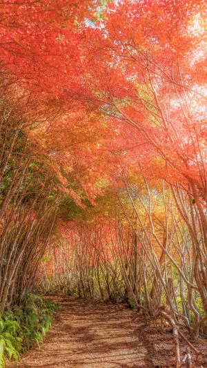 無料スマホ壁紙 真っ赤に色づくトトロの森。AndroidとiPhoneに対応した4K高画質の無料待ち受け画像。三重県大台町の丸山公園のドウダンツツジで撮影したフリー写真素材