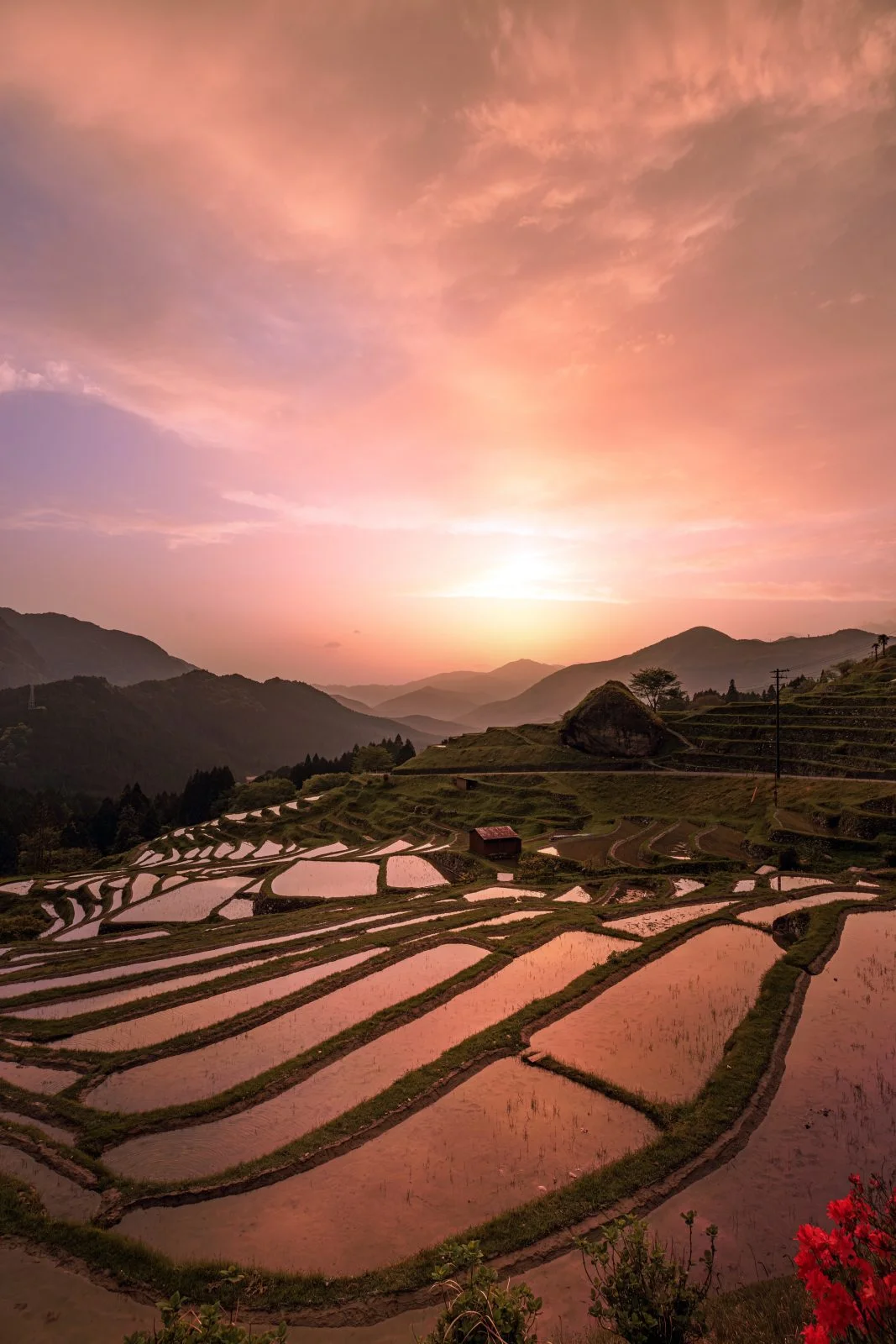 無料スマホ壁紙 夕焼けに染まる千枚田。AndroidとiPhoneに対応した4K高画質の無料待ち受け画像。三重県熊野市の丸山千枚田で撮影したフリー写真素材