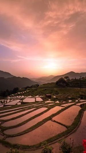無料スマホ壁紙 夕焼けに染まる千枚田。AndroidとiPhoneに対応した4K高画質の無料待ち受け画像。三重県熊野市の丸山千枚田で撮影したフリー写真素材