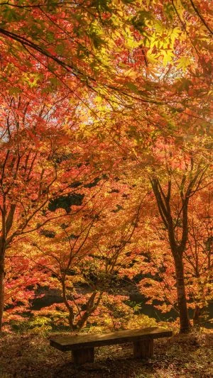 無料壁紙 紅葉に包まれるベンチ。PCとデスクトップ壁紙に最適な4K高画質の無料壁紙。三重県大台町の真手公園で撮影したフリー写真素材