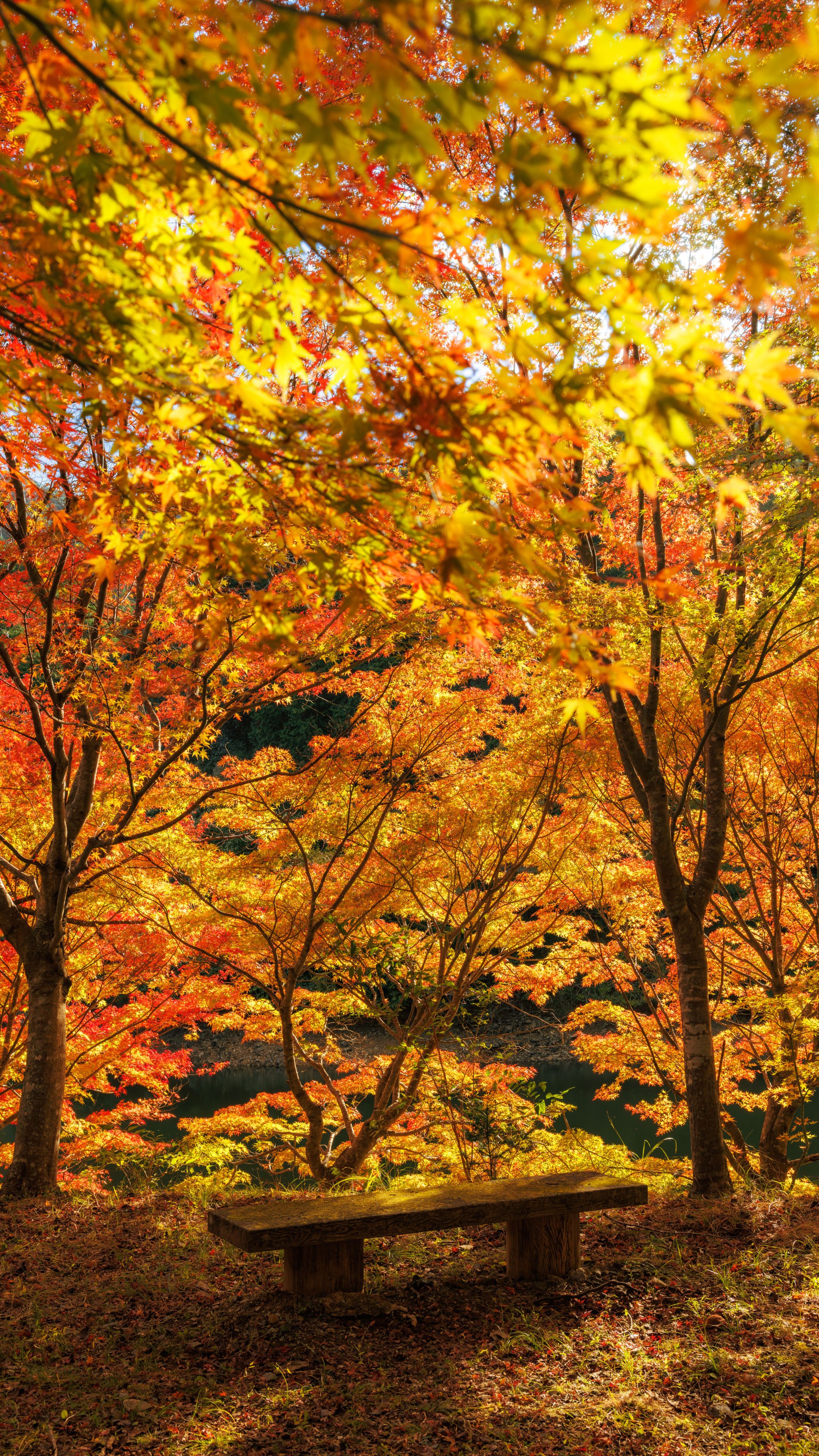 無料スマホ壁紙 鮮やかな紅葉に包まれるベンチ。AndroidとiPhoneに対応した4K高画質の無料待ち受け画像。三重県大台町の真手公園で撮影したフリー写真素材