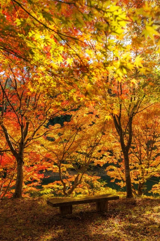 無料スマホ壁紙 鮮やかな紅葉に包まれるベンチ。AndroidとiPhoneに対応した4K高画質の無料待ち受け画像。三重県大台町の真手公園で撮影したフリー写真素材