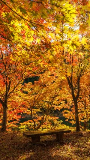 無料スマホ壁紙 鮮やかな紅葉に包まれるベンチ。AndroidとiPhoneに対応した4K高画質の無料待ち受け画像。三重県大台町の真手公園で撮影したフリー写真素材
