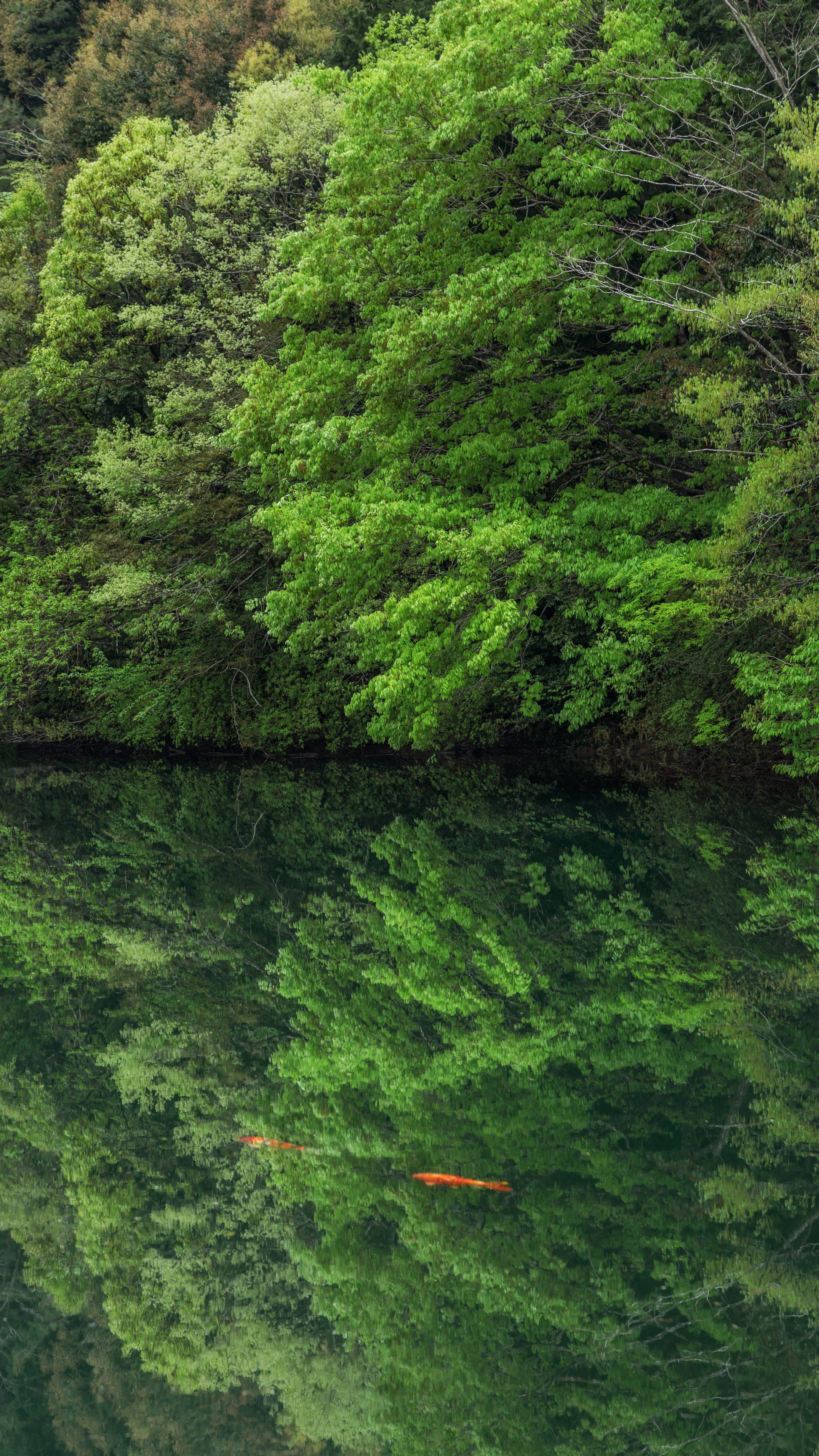 無料スマホ壁紙 新緑の水鏡。AndroidとiPhoneに対応した4K高画質の無料待ち受け画像。三重県大台町の真手公園で撮影したフリー写真素材