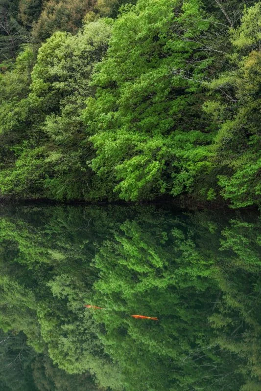 無料スマホ壁紙 新緑の水鏡。AndroidとiPhoneに対応した4K高画質の無料待ち受け画像。三重県大台町の真手公園で撮影したフリー写真素材