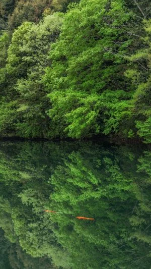 無料スマホ壁紙 新緑の水鏡。AndroidとiPhoneに対応した4K高画質の無料待ち受け画像。三重県大台町の真手公園で撮影したフリー写真素材