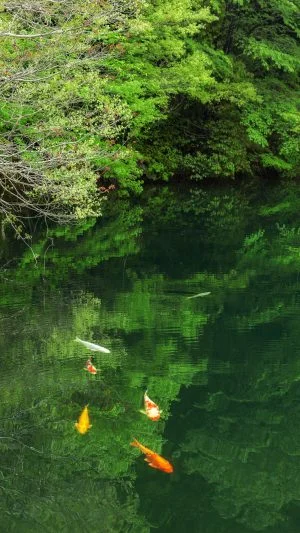 無料スマホ壁紙 新緑のモネの池。AndroidとiPhoneに対応した4K高画質の無料待ち受け画像。三重県大台町の真手公園で撮影したフリー写真素材