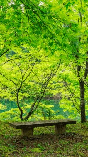 無料スマホ壁紙 新緑と湖が見える特等席。AndroidとiPhoneに対応した4K高画質の無料待ち受け画像。三重県大台町の真手公園で撮影したフリー写真素材