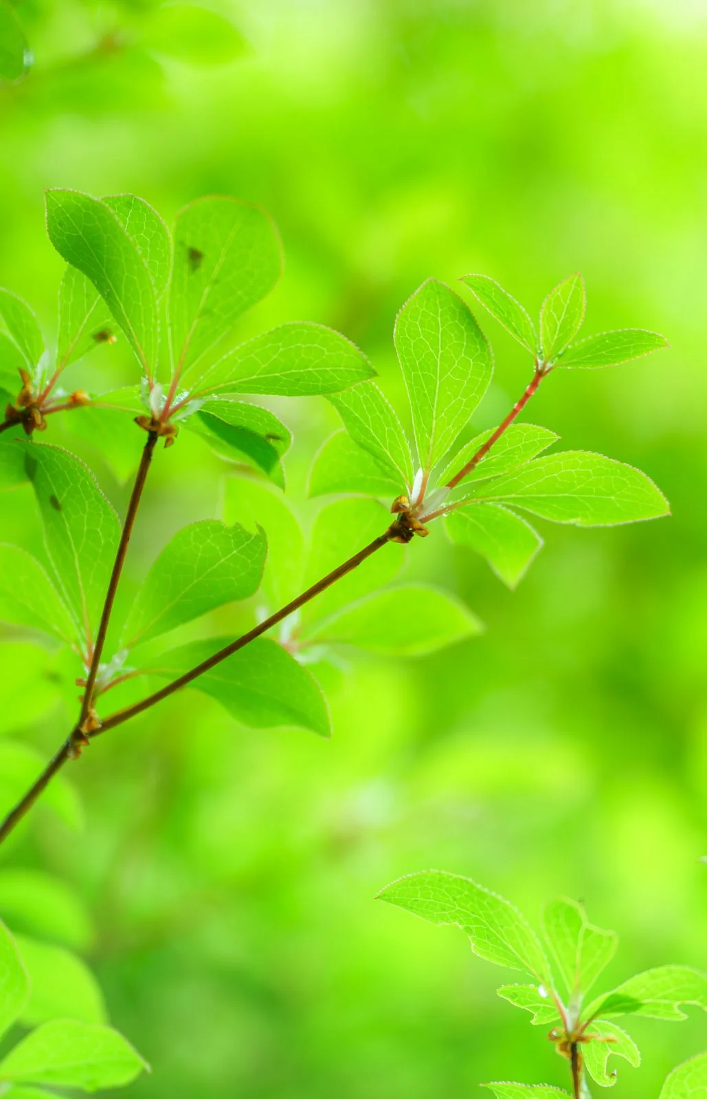 無料スマホ壁紙 新芽のドウダンツツジ。AndroidとiPhoneに対応した4K高画質の無料待ち受け画像。三重県大台町の真手公園で撮影したフリー写真素材