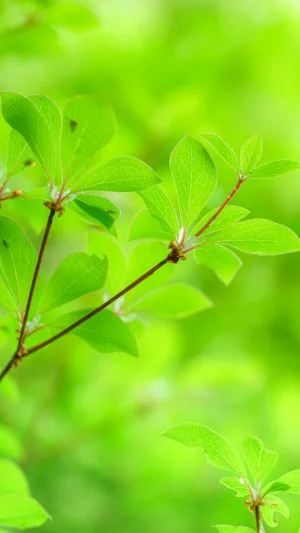 無料スマホ壁紙 新芽のドウダンツツジ。AndroidとiPhoneに対応した4K高画質の無料待ち受け画像。三重県大台町の真手公園で撮影したフリー写真素材