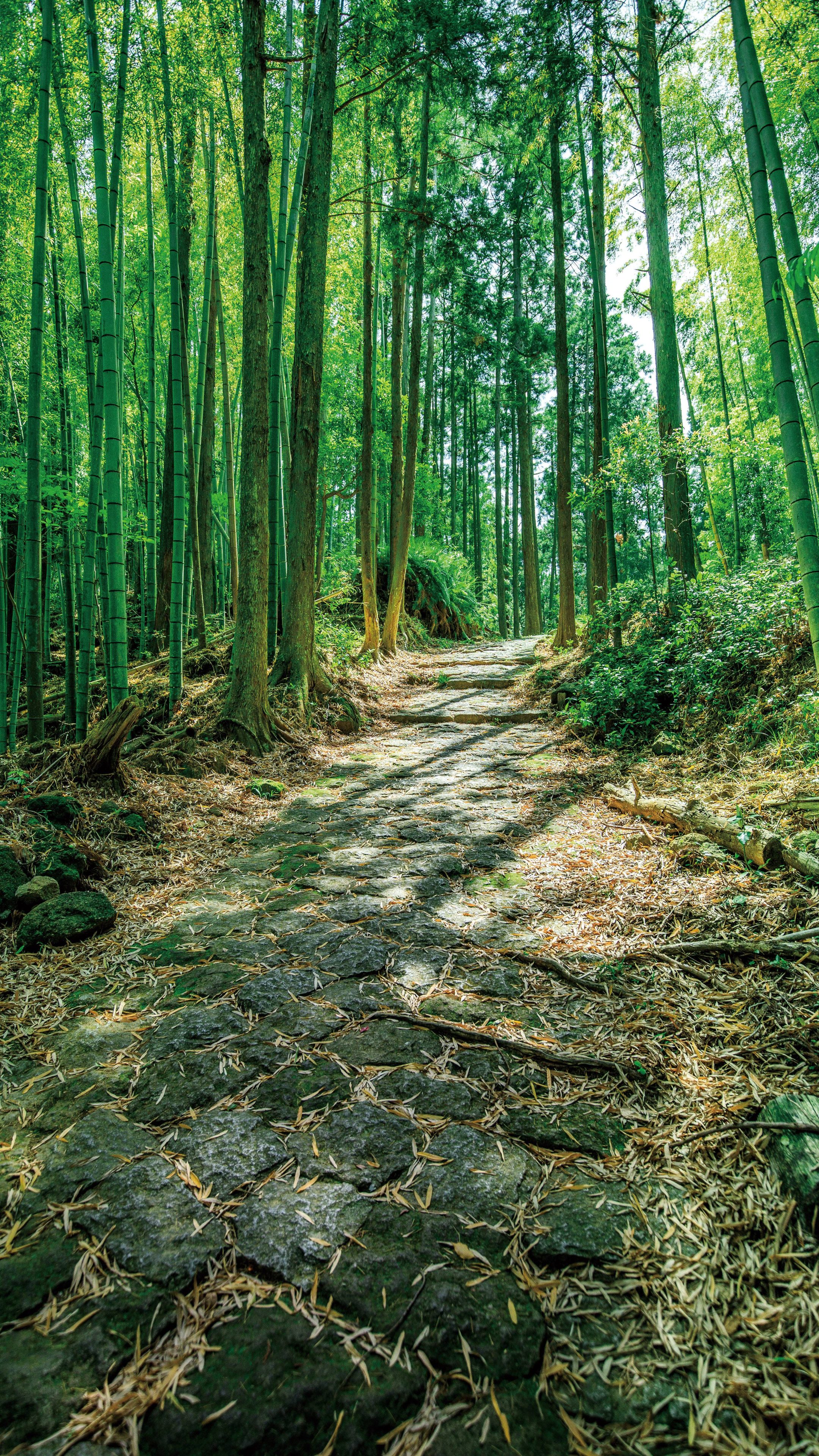 江戸の石畳(三重県熊野市・松本峠)