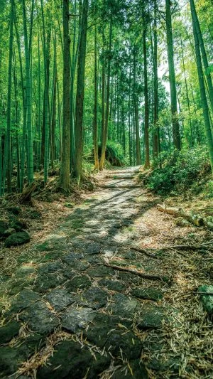 無料スマホ壁紙 江戸の石畳。AndroidとiPhoneに対応した4K高画質の無料待ち受け画像。三重県熊野市の松本峠で撮影したフリー写真素材