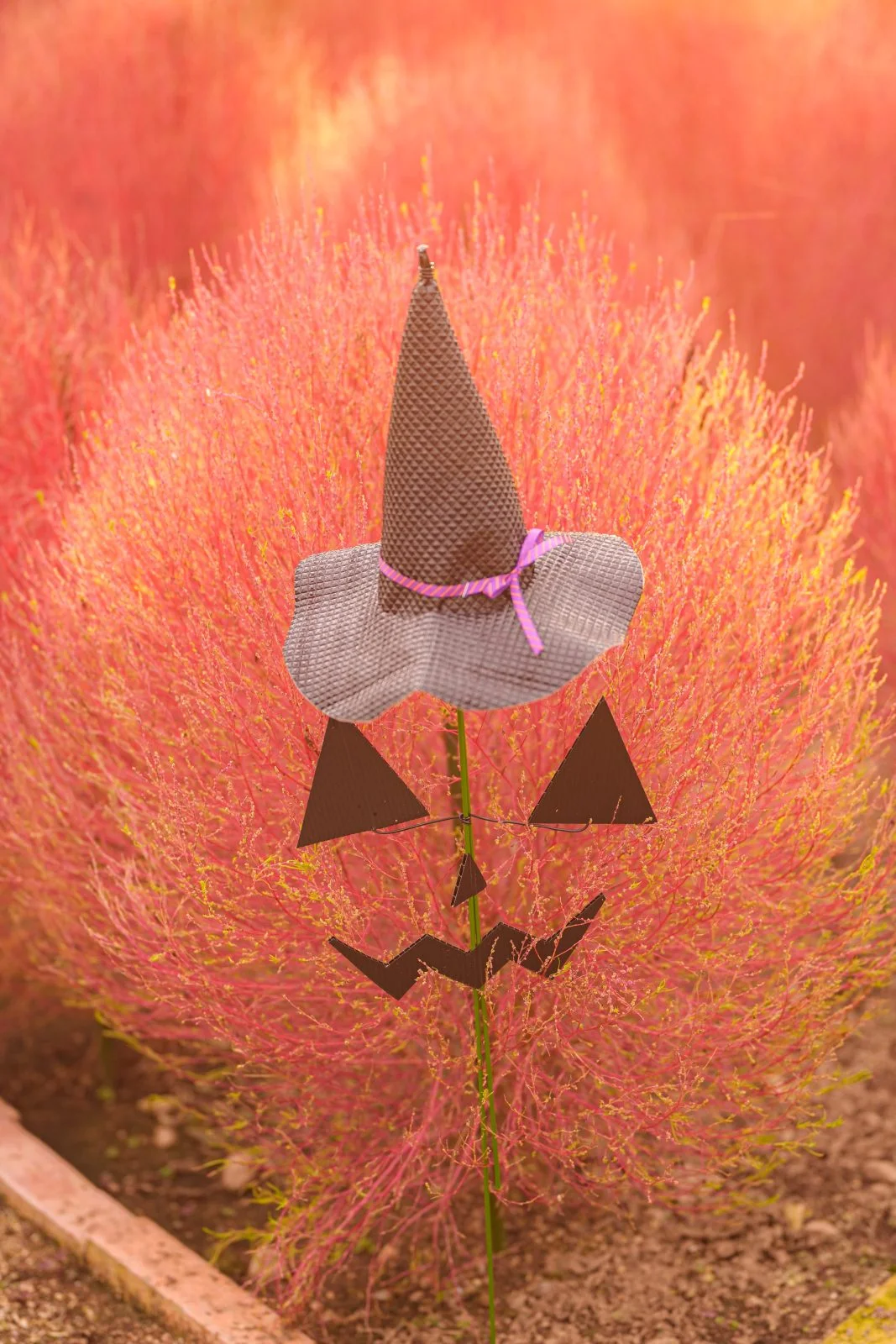 無料スマホ壁紙 帽子を被るコキアのオバケ。AndroidとiPhoneに対応した4K高画質の無料待ち受け画像。三重県松阪市の松阪農業公園ベルファームで撮影したフリー写真素材