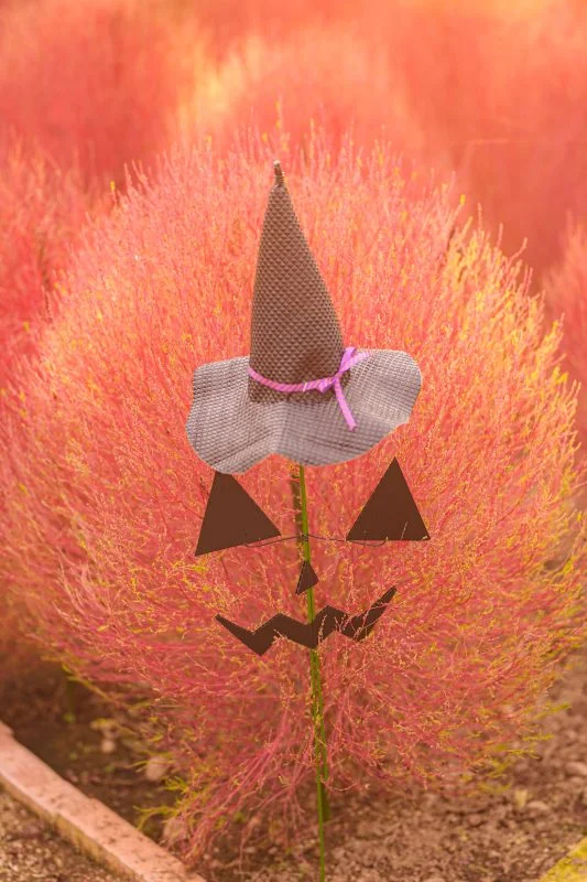 無料スマホ壁紙 帽子を被るコキアのオバケ。AndroidとiPhoneに対応した4K高画質の無料待ち受け画像。三重県松阪市の松阪農業公園ベルファームで撮影したフリー写真素材