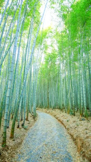 無料スマホ壁紙 嵐山の竹林を想像させる雰囲気。AndroidとiPhoneに対応した4K高画質の無料待ち受け画像。三重県松阪市の美濃田竹林街道で撮影したフリー写真素材