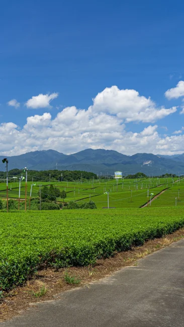 無料壁紙 茶畑を横断できる道路。PCとデスクトップ壁紙に最適な4K高画質の無料壁紙。三重県亀山市の中の山パイロットで撮影したフリー写真素材