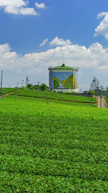 無料壁紙 新緑の茶畑とタンク。PCとデスクトップ壁紙に最適な4K高画質の無料壁紙。三重県亀山市の中の山パイロットで撮影したフリー写真素材