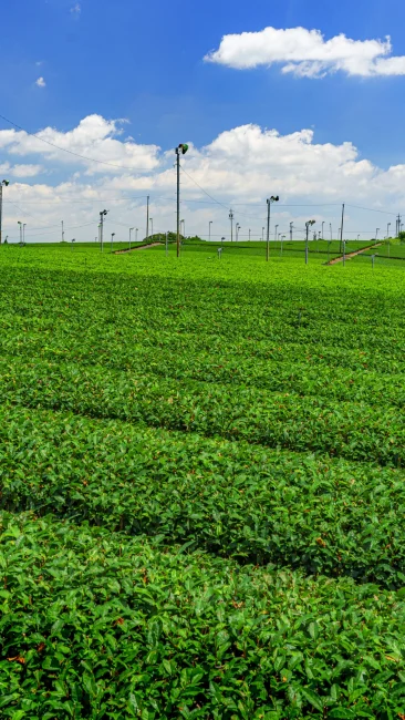 無料壁紙 新芽の茶葉と青空とタンク。PCとデスクトップ壁紙に最適な4K高画質の無料壁紙。三重県亀山市の中の山パイロットで撮影したフリー写真素材