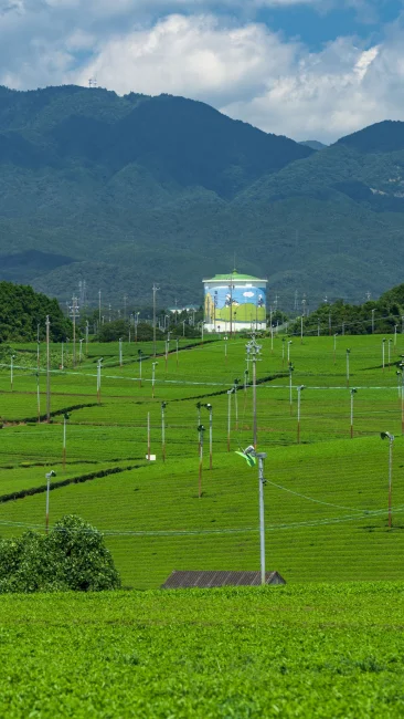 無料壁紙 新緑に染まる茶畑と鈴鹿山脈。PCとデスクトップ壁紙に最適な4K高画質の無料壁紙。三重県亀山市の中の山パイロットで撮影したフリー写真素材