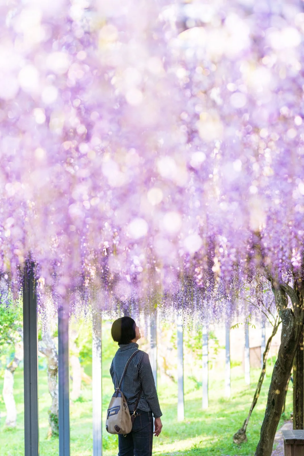 無料スマホ壁紙 藤の光に包まれて。AndroidとiPhoneに対応した4K高画質の無料待ち受け画像。三重県大紀町の野原農村公園で撮影したフリー写真素材