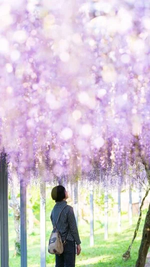 無料スマホ壁紙 藤の光に包まれて。AndroidとiPhoneに対応した4K高画質の無料待ち受け画像。三重県大紀町の野原農村公園で撮影したフリー写真素材