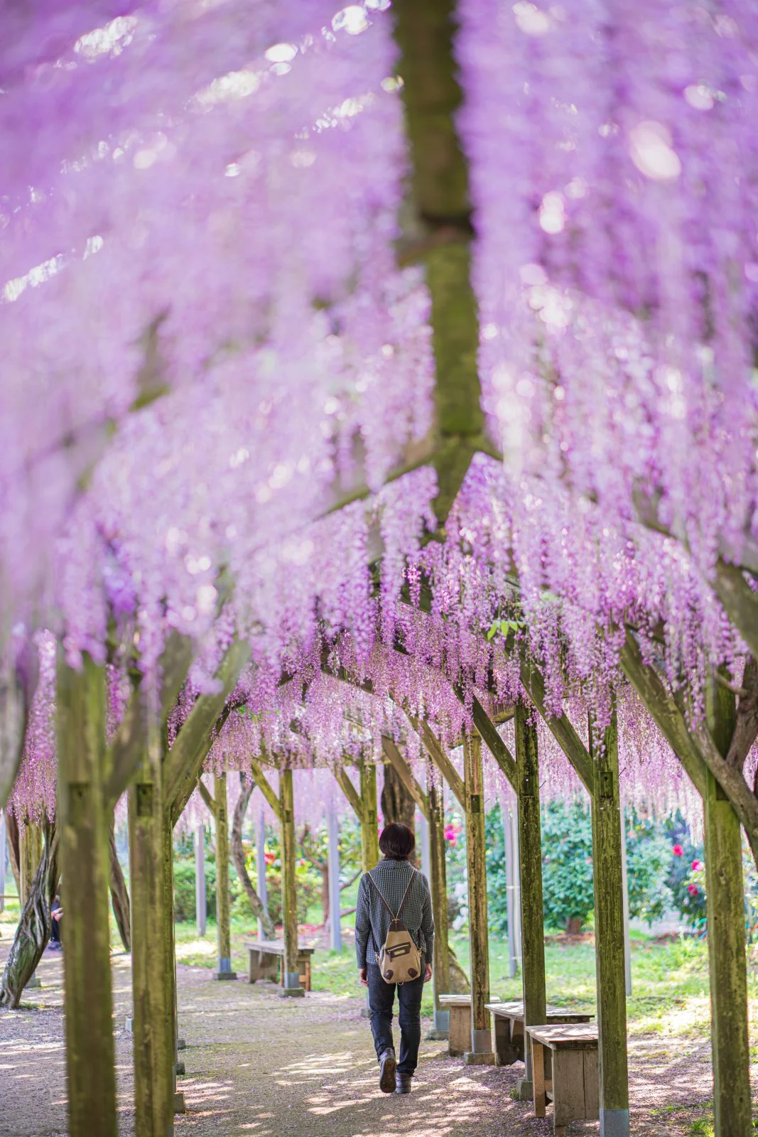 無料スマホ壁紙 藤のシャンデリアを歩く。AndroidとiPhoneに対応した4K高画質の無料待ち受け画像。三重県大紀町の野原農村公園で撮影したフリー写真素材