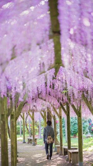 無料スマホ壁紙 藤のシャンデリアを歩く。AndroidとiPhoneに対応した4K高画質の無料待ち受け画像。三重県大紀町の野原農村公園で撮影したフリー写真素材