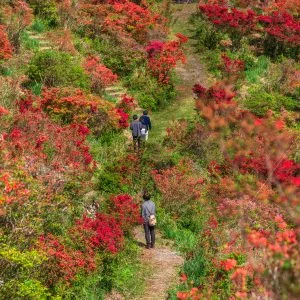 無料スマホ壁紙 ツツジに囲まれた道。AndroidとiPhoneに対応した4K高画質の無料待ち受け画像。三重県大紀町の大平つつじ山で撮影したフリー写真素材