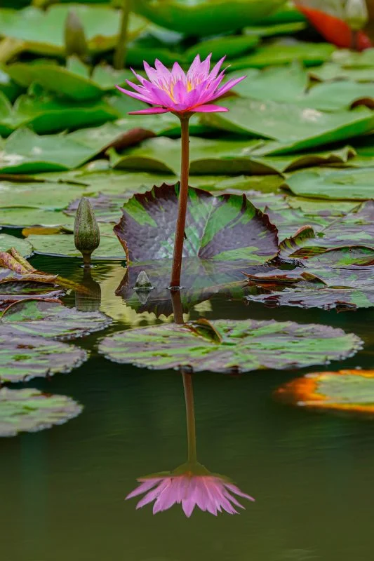 無料スマホ壁紙 ピンク色のスイレン。AndroidとiPhoneに対応した4K高画質の無料待ち受け画像。三重県津市のレッドヒルヒーサーの森で撮影したフリー写真素材