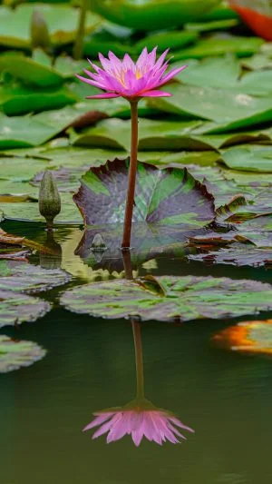 無料スマホ壁紙 ピンク色のスイレン。AndroidとiPhoneに対応した4K高画質の無料待ち受け画像。三重県津市のレッドヒルヒーサーの森で撮影したフリー写真素材