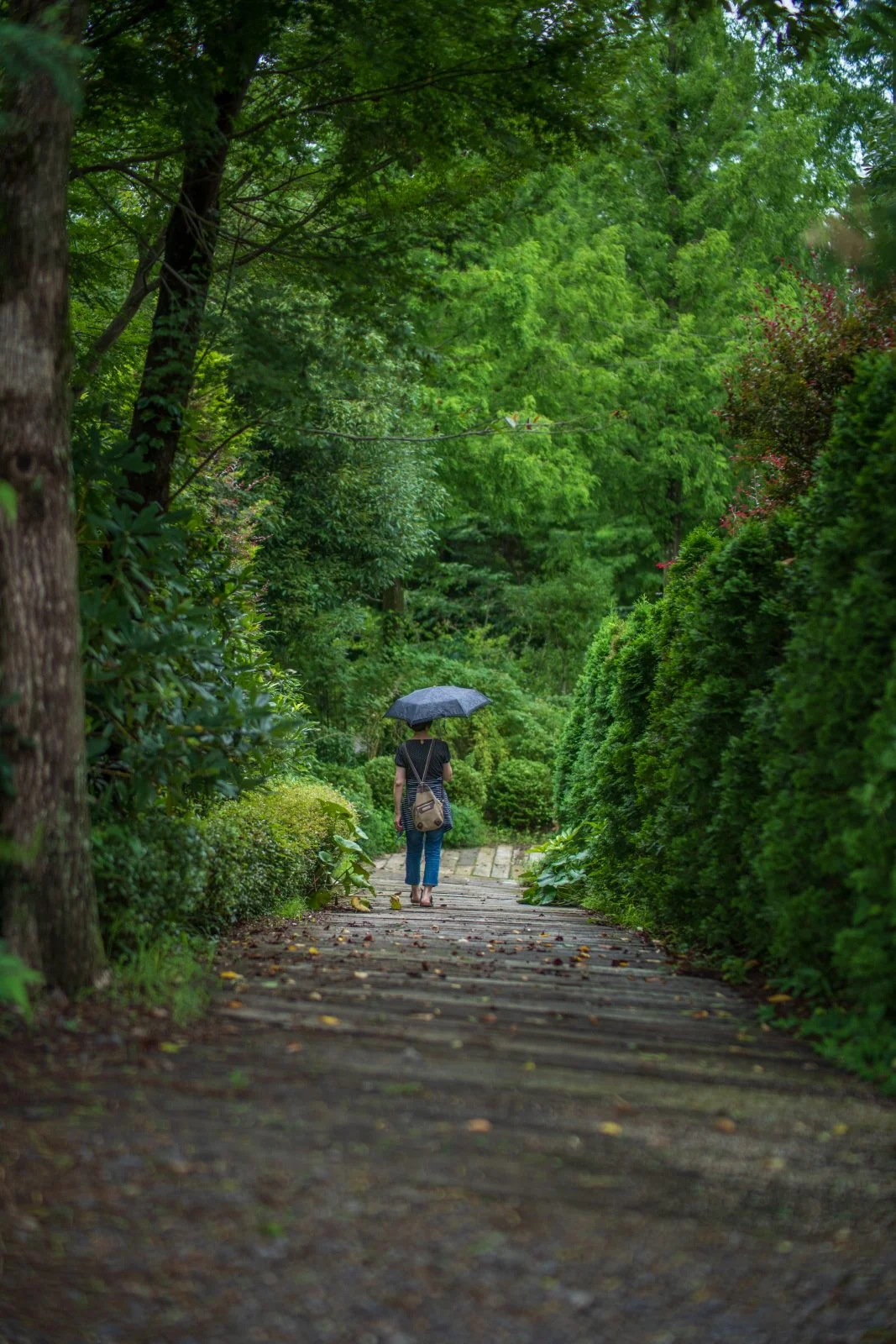 無料スマホ壁紙 木漏れ日の小道を歩く。AndroidとiPhoneに対応した4K高画質の無料待ち受け画像。三重県津市のレッドヒルヒーサーの森で撮影したフリー写真素材