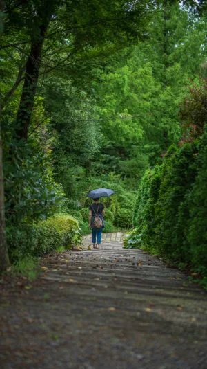 無料スマホ壁紙 木漏れ日の小道を歩く。AndroidとiPhoneに対応した4K高画質の無料待ち受け画像。三重県津市のレッドヒルヒーサーの森で撮影したフリー写真素材