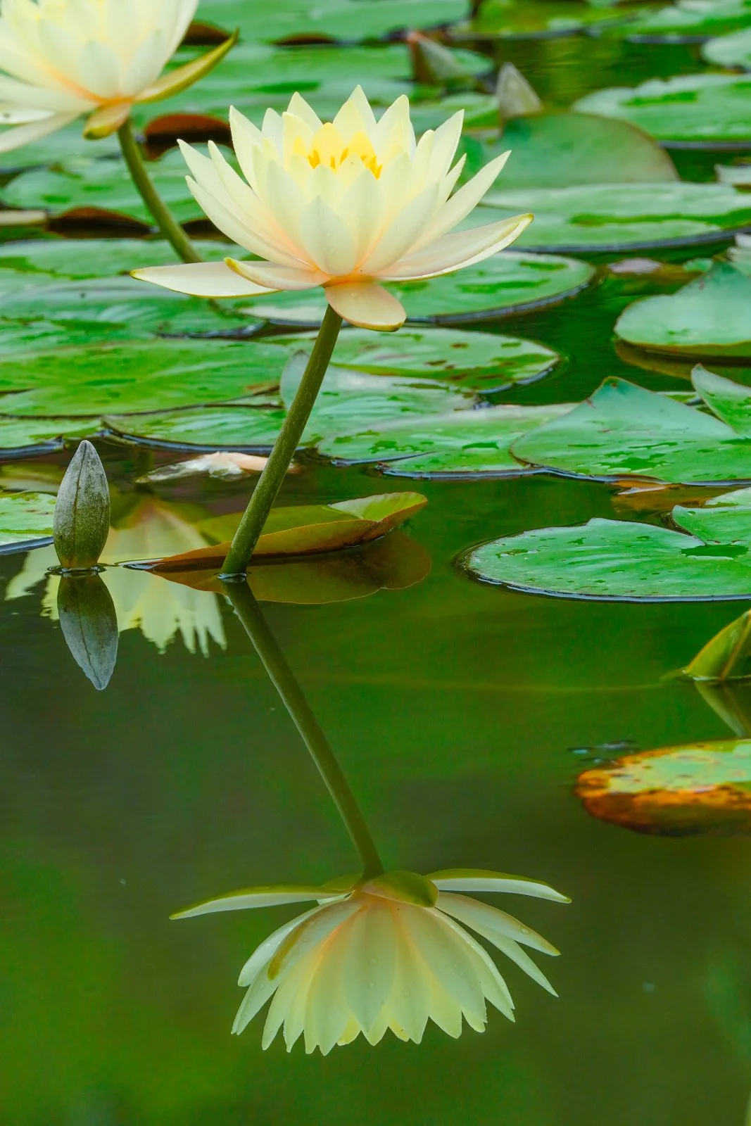 無料スマホ壁紙 黄色スイレンのリフレクション。AndroidとiPhoneに対応した4K高画質の無料待ち受け画像。三重県津市のレッドヒルヒーサーの森で撮影したフリー写真素材