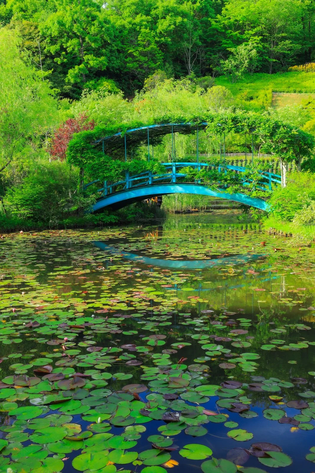 無料スマホ壁紙 まるでモネの池。AndroidとiPhoneに対応した4K高画質の無料待ち受け画像。三重県津市のレッドヒルヒーサーの森で撮影したフリー写真素材