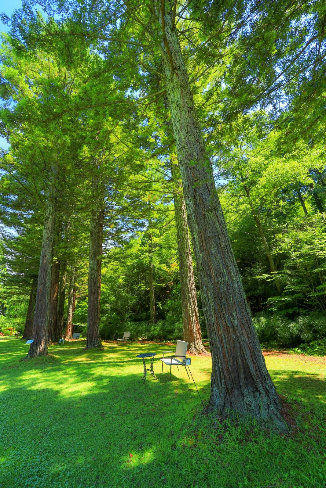 無料スマホ壁紙 メルヘンチックな森。AndroidとiPhoneに対応した4K高画質の無料待ち受け画像。三重県津市のレッドヒルヒーサーの森で撮影したフリー写真素材