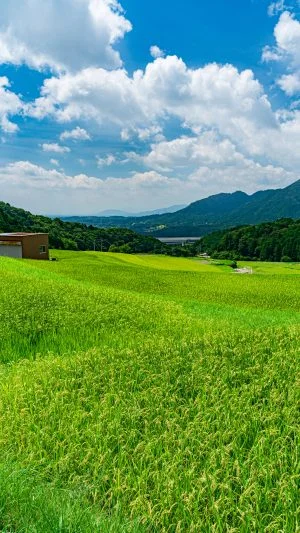 無料スマホ壁紙 段々と広がる棚田。AndroidとiPhoneに対応した4K高画質の無料待ち受け画像。三重県亀山市の坂本の棚田で撮影したフリー写真素材