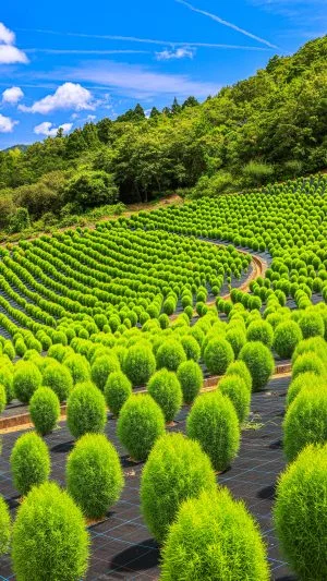 無料スマホ壁紙 コキアの大群。AndroidとiPhoneに対応した4K高画質の無料待ち受け画像。三重県志摩市の志摩市観光農園で撮影したフリー写真素材