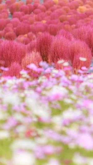 運気が上がる待ち受け コキアとコスモスの共演。AndroidとiPhoneに対応した4K高画質の無料スマホ壁紙。三重県志摩市の志摩市観光農園で撮影したフリー写真素材