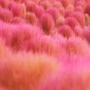 運気が上がる待ち受け 赤とピンクのコキアの待ち受け。AndroidとiPhoneに対応した4K高画質の無料スマホ壁紙。三重県志摩市の志摩市観光農園で撮影したフリー写真素材