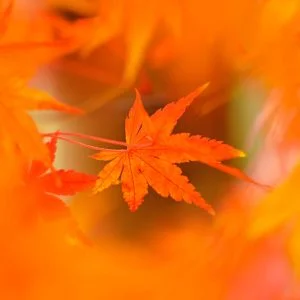 無料スマホ壁紙 真っ赤な紅葉。AndroidとiPhoneに対応した4K高画質の無料待ち受け画像。三重県四日市市の水沢もみじ谷で撮影したフリー写真素材