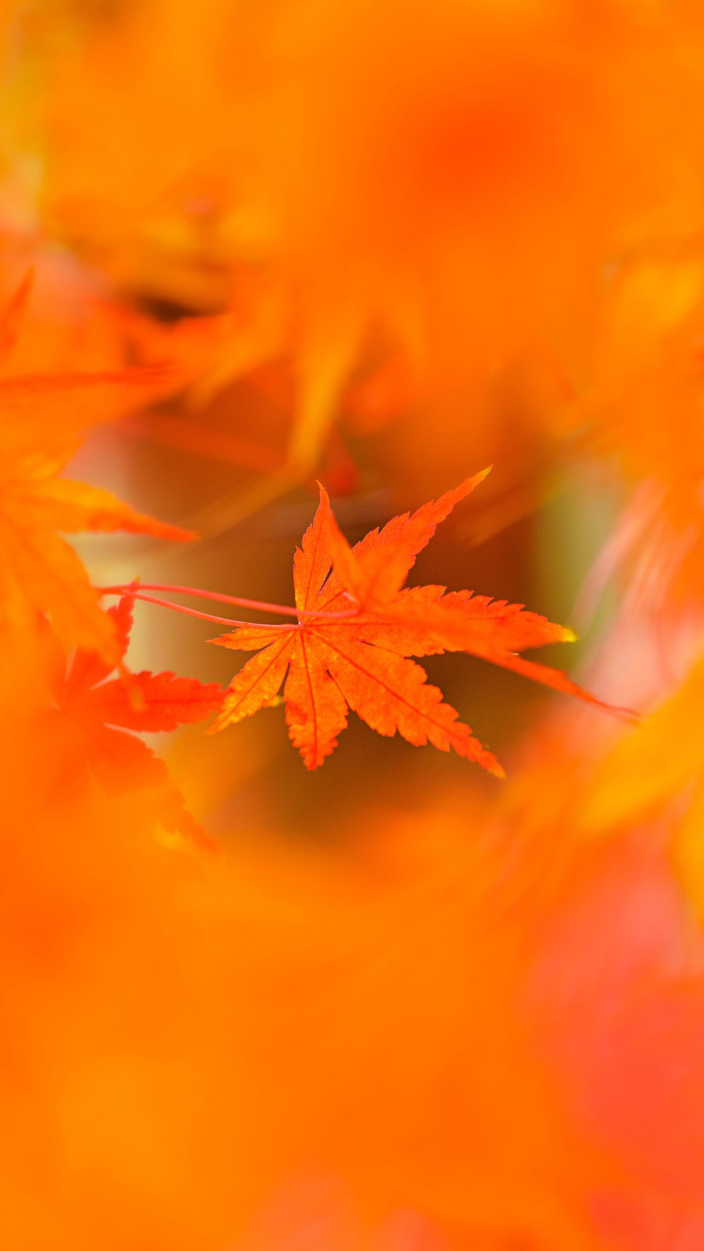 真っ赤な紅葉(三重県四日市市・水沢もみじ谷)