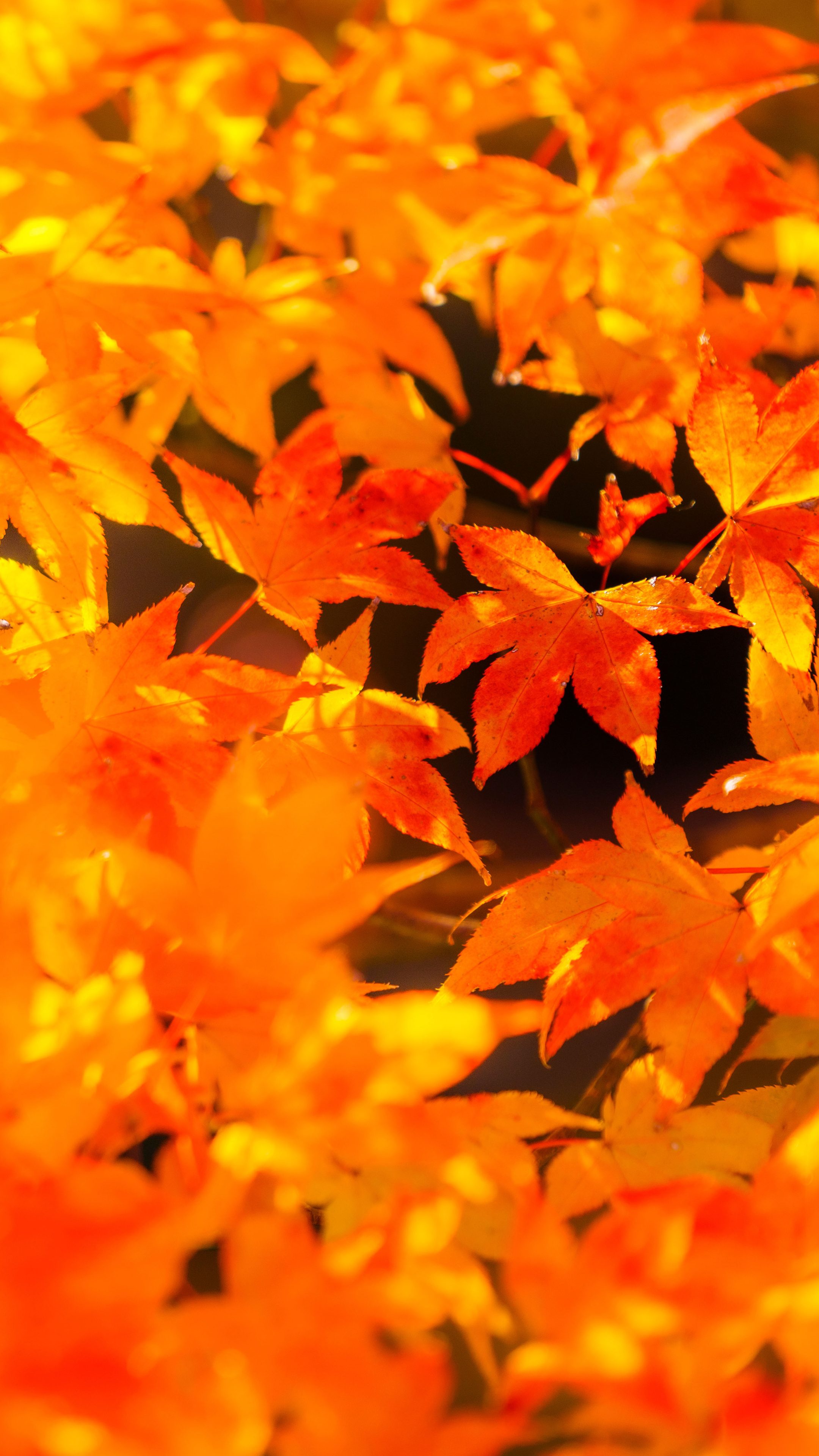 無料スマホ壁紙 輝く紅葉。AndroidとiPhoneに対応した4K高画質の無料待ち受け画像。三重県四日市市の水沢もみじ谷で撮影したフリー写真素材