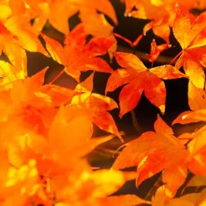 無料スマホ壁紙 輝く紅葉。AndroidとiPhoneに対応した4K高画質の無料待ち受け画像。三重県四日市市の水沢もみじ谷で撮影したフリー写真素材